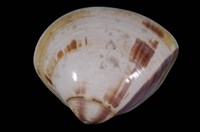 藏品(文蛤)的圖片